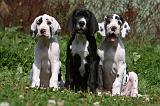 DOGUE ALLEMAND 237